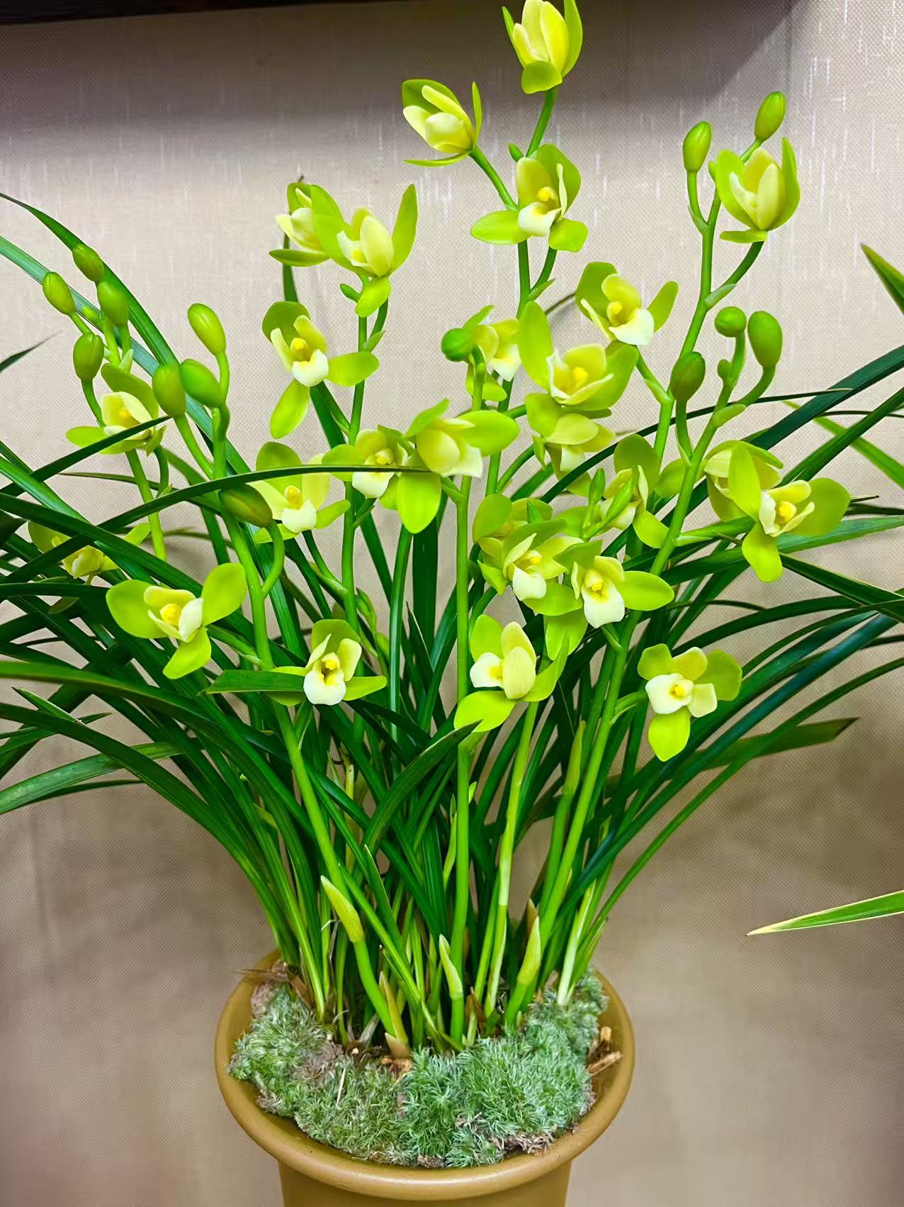 兰花-建兰铭品【清风玉露带多花苞】带宜兴紫砂花盆 浓香型带花苞