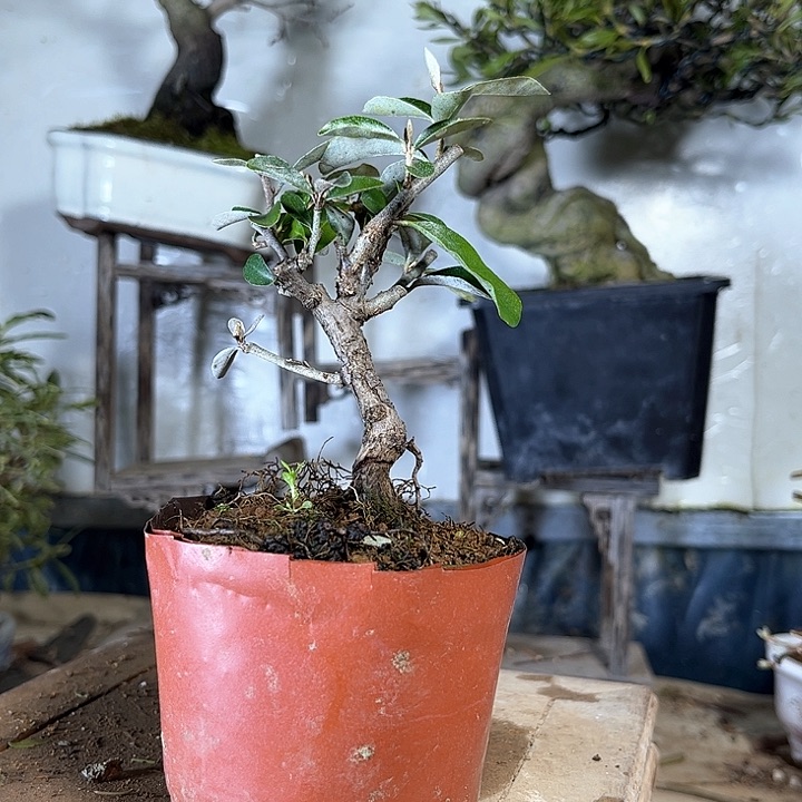 红陶宝*胡秃368589933