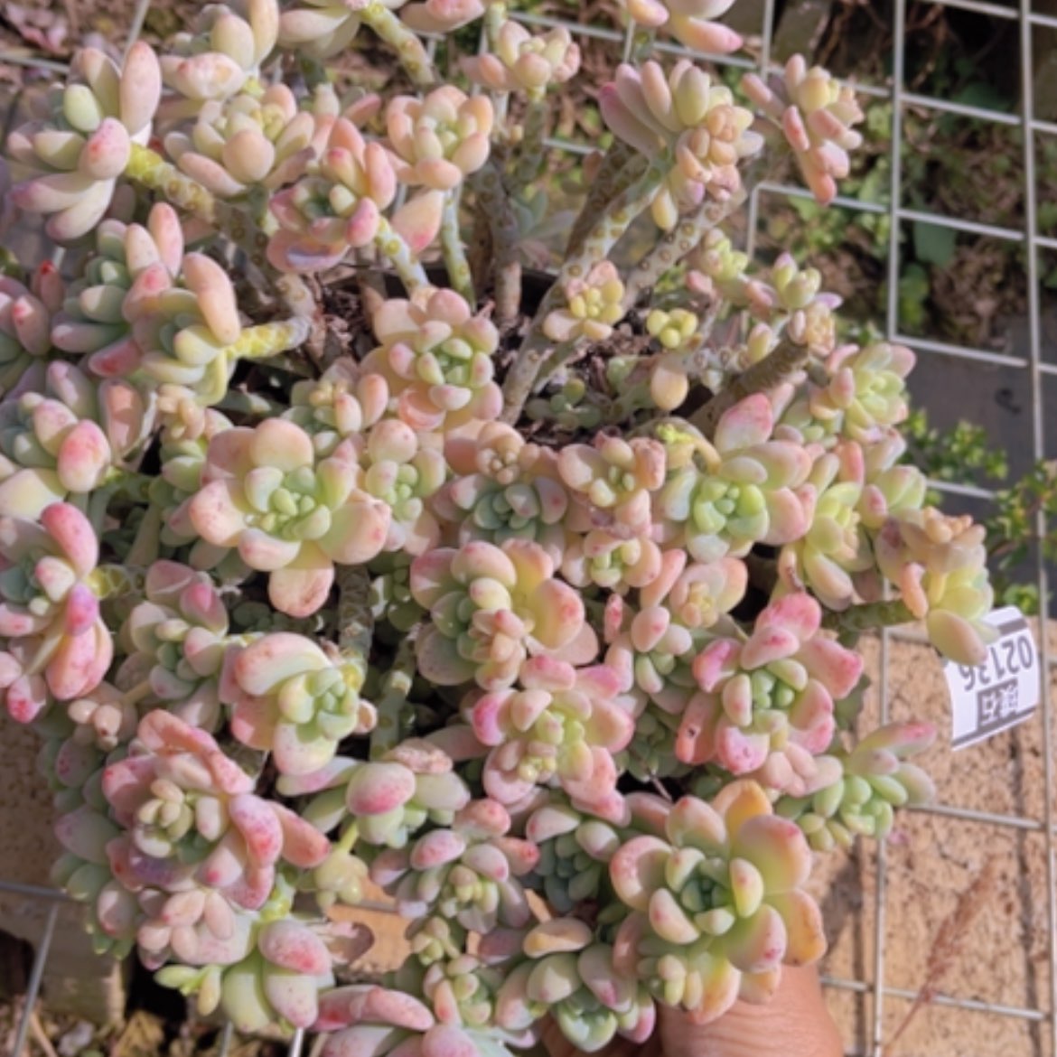 【闪购商品】劳尔02136