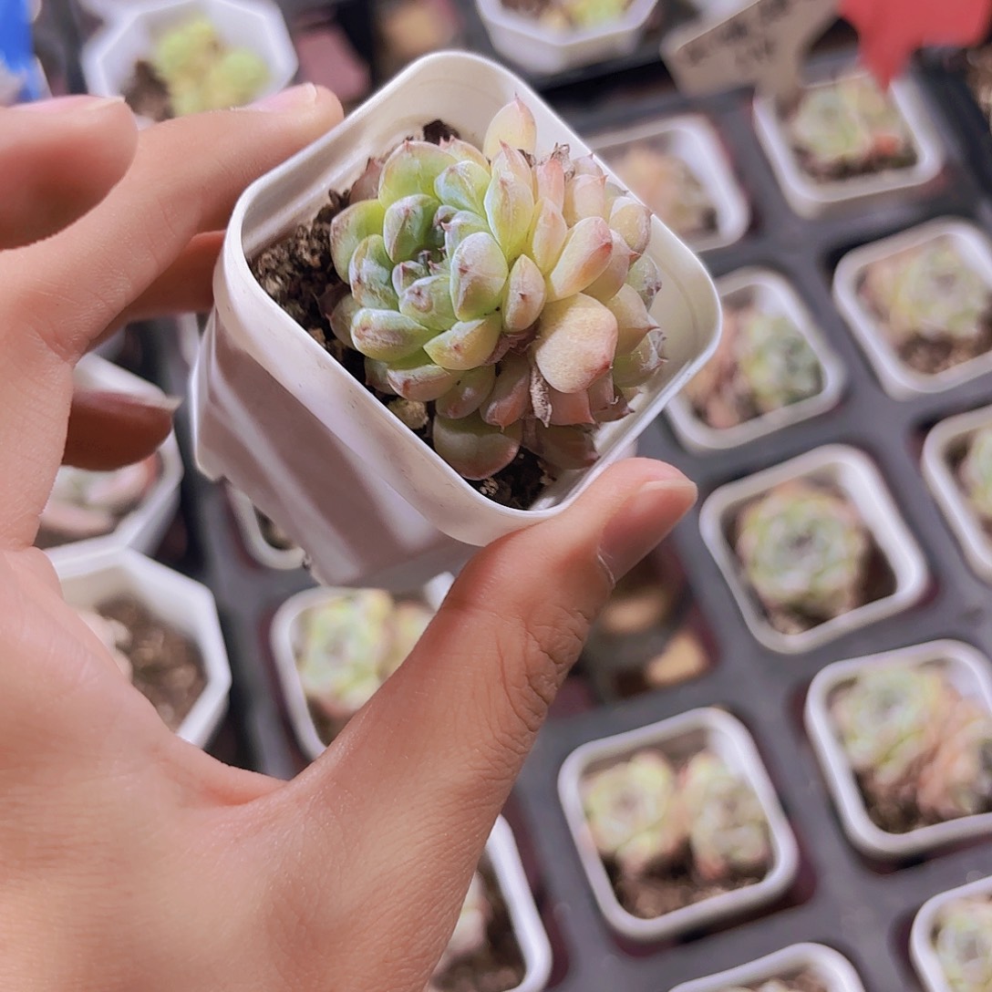 精品冰魄糖心多肉植物