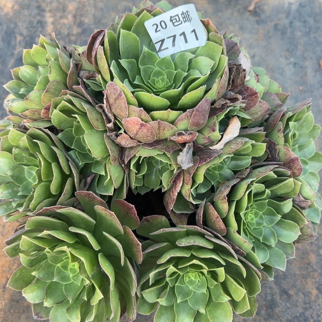 711万圣夜，满20包邮嘟叮熊