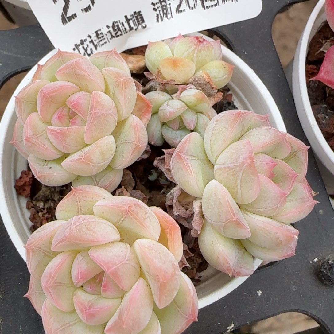 花语逸镜0214-254