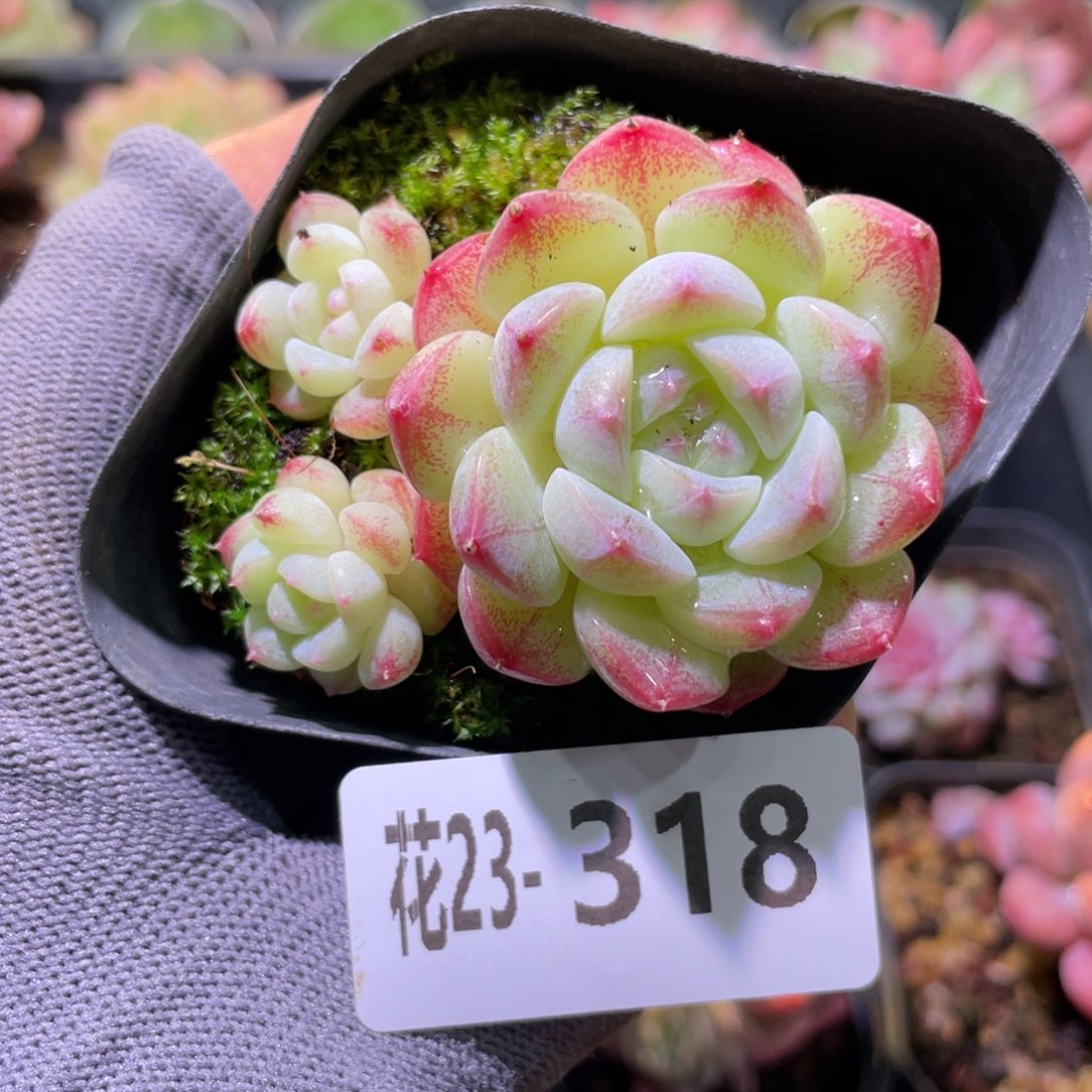 花利美23-318白桃汽水