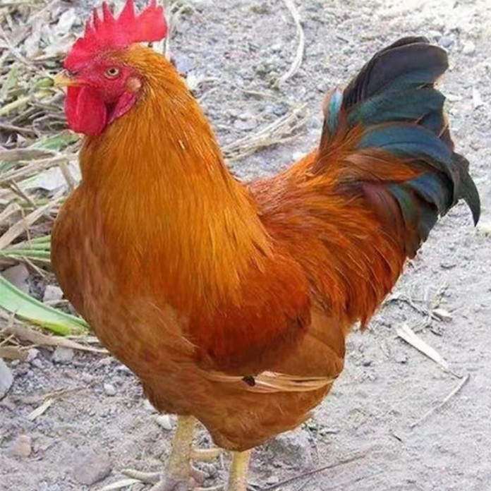 宠物鸡九斤红散养鸡半斤左右
