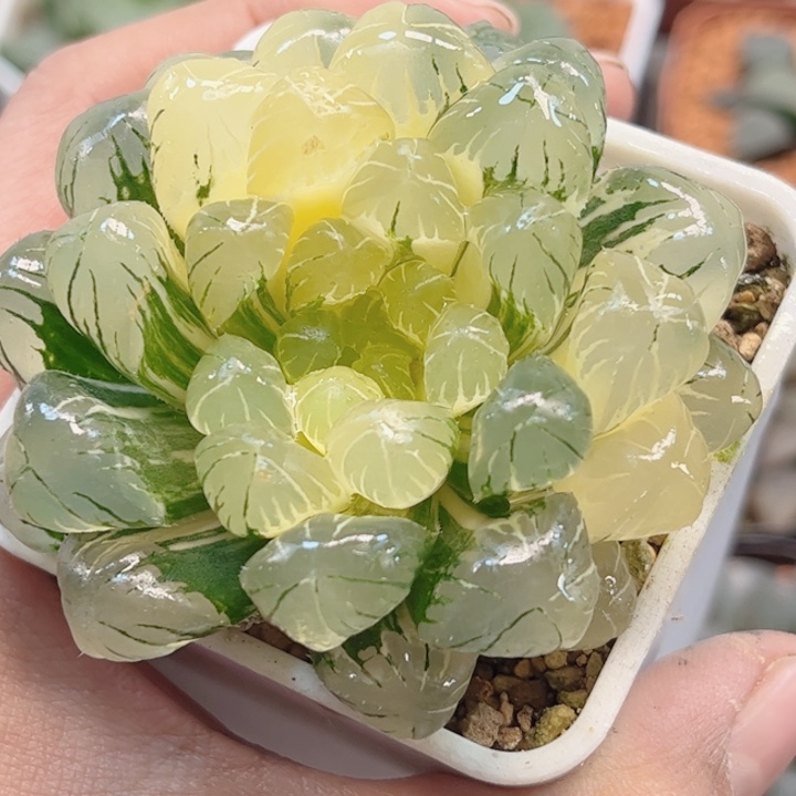 无花朵十二卷湖水冰灯锦