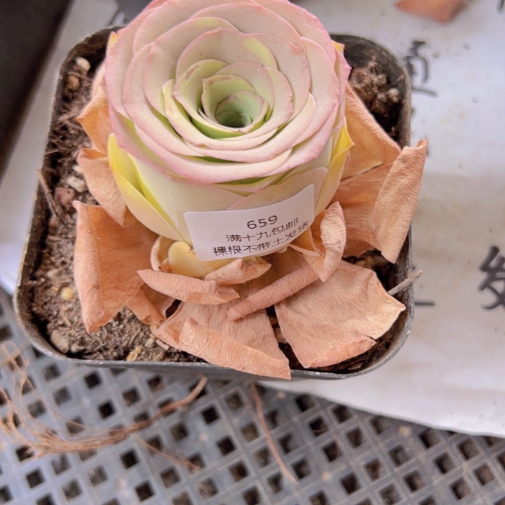 659 裸根不带土发货不包损