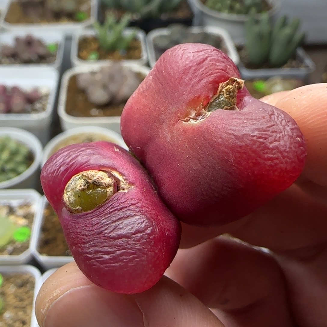 双头漂亮多肉植物290