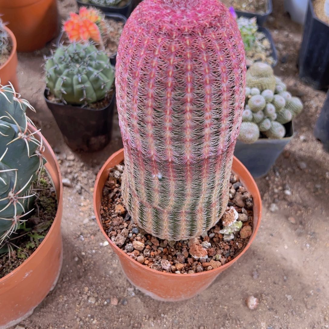 我是一言不合就发疯