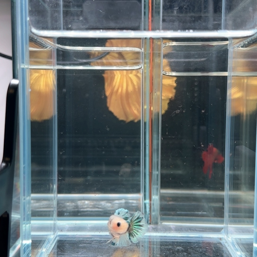 斗鱼活体观赏鱼好养耐活