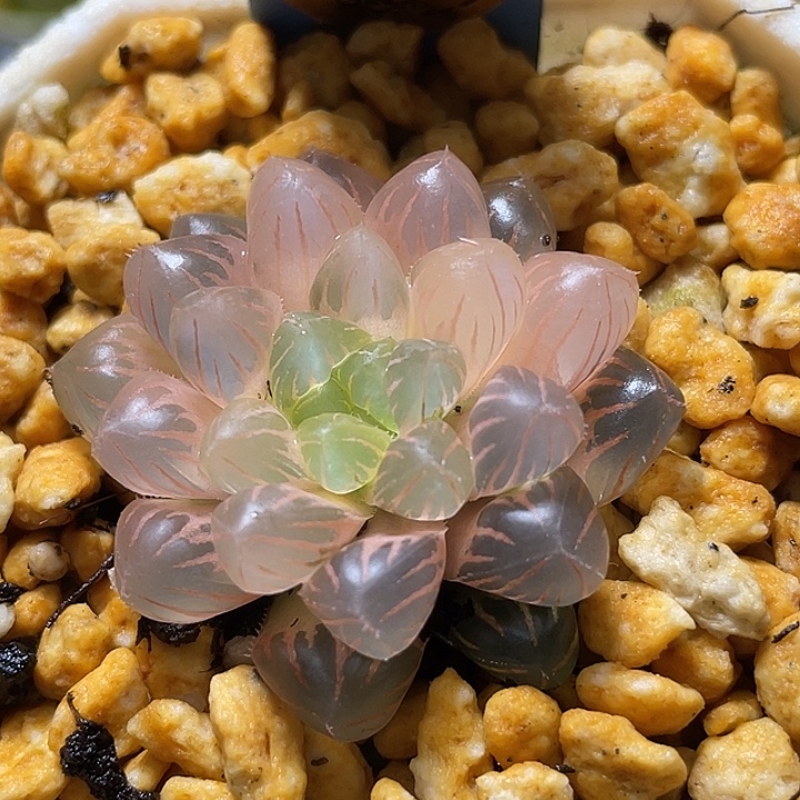 H*** 530糊斑红粉佳人锦一物