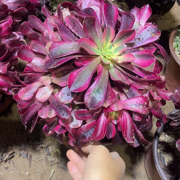 美杜莎一棵脱土发货9.9