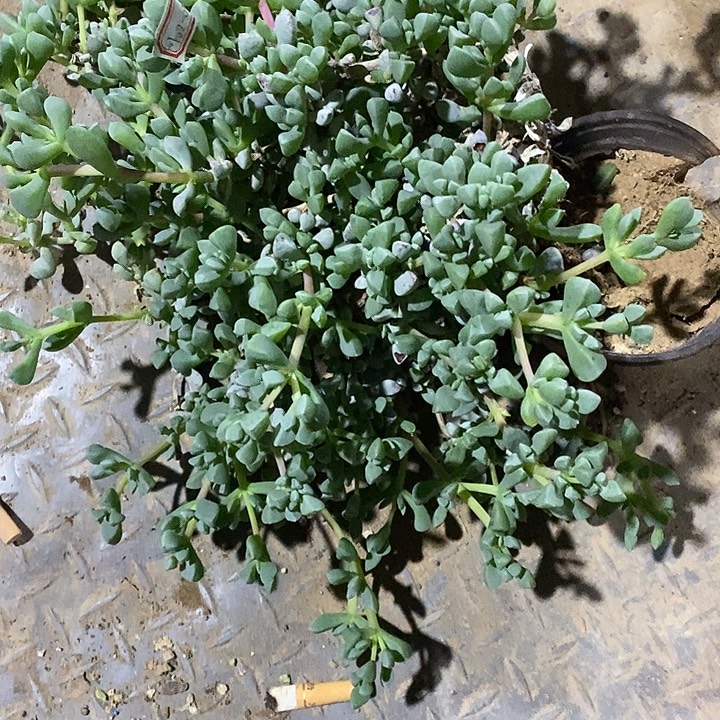 ****ᵁ完美主义者勿拍白凤菊010205