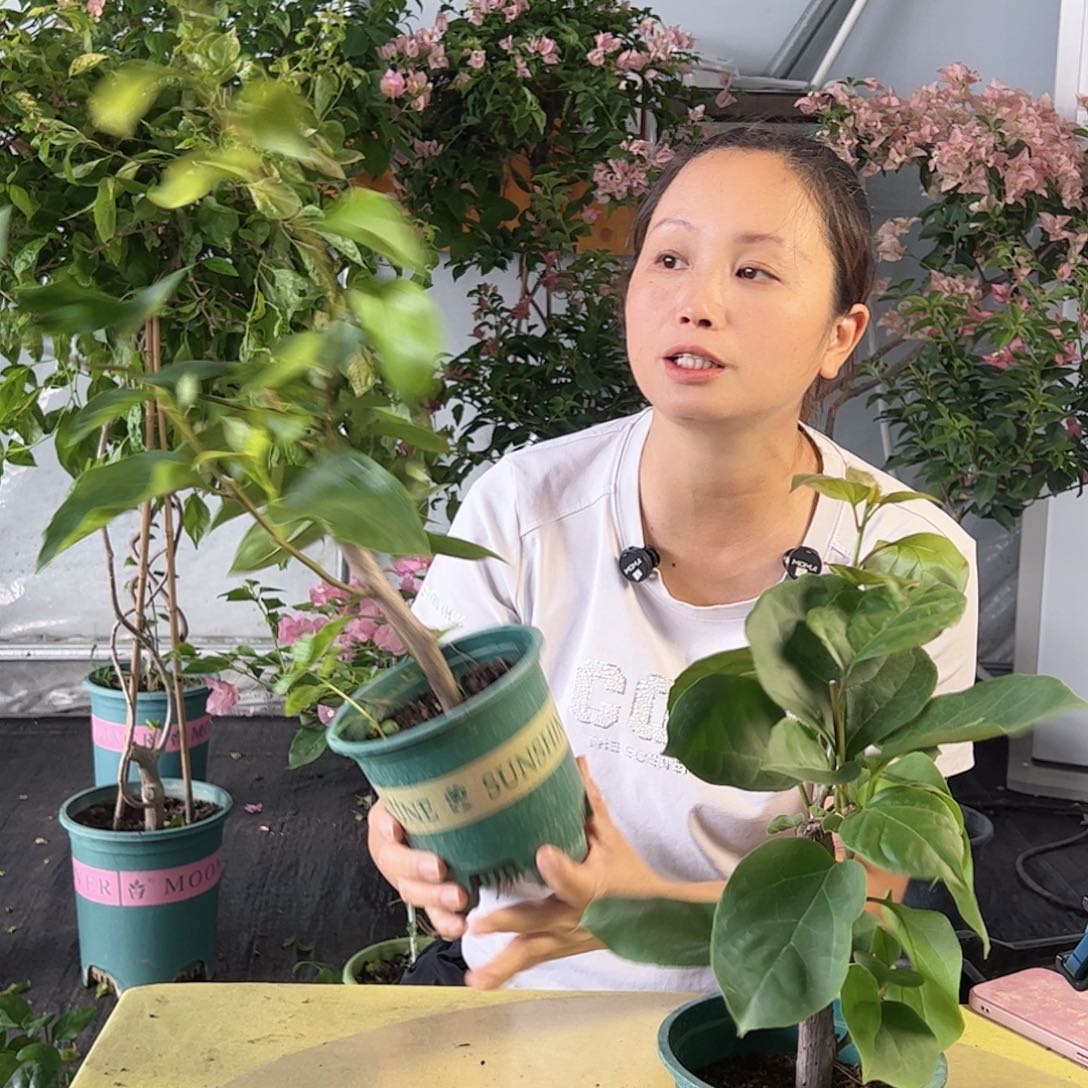 掌中宝一颗随机一颗