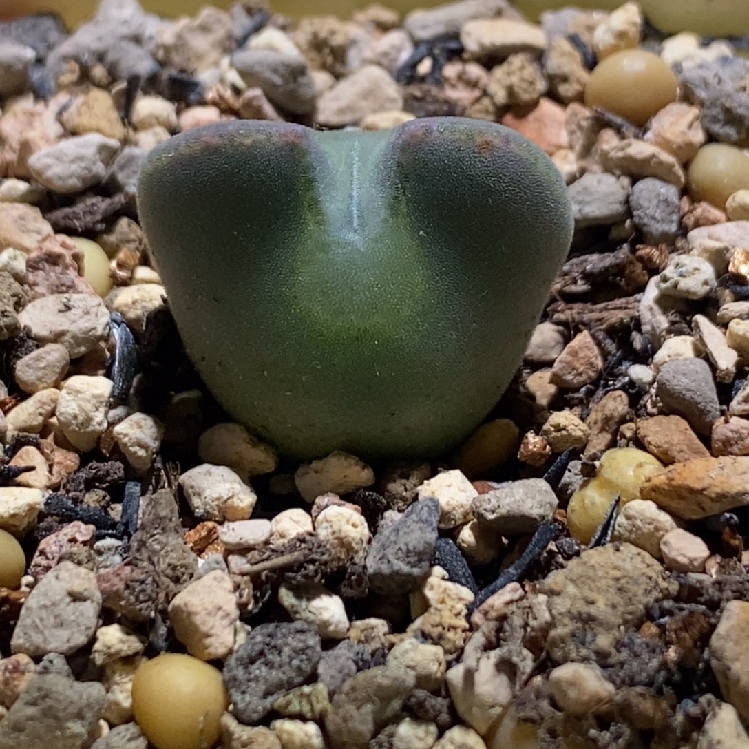 青蛙空蝉短短耳空蝉