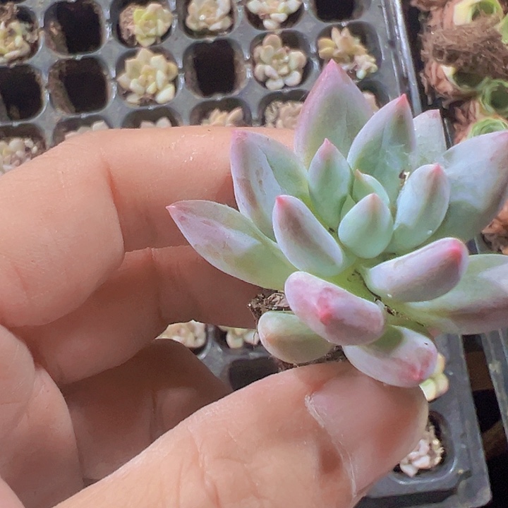 所罗门精品多肉植物