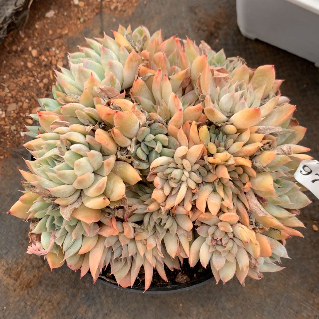 973杂交精品基地14冠