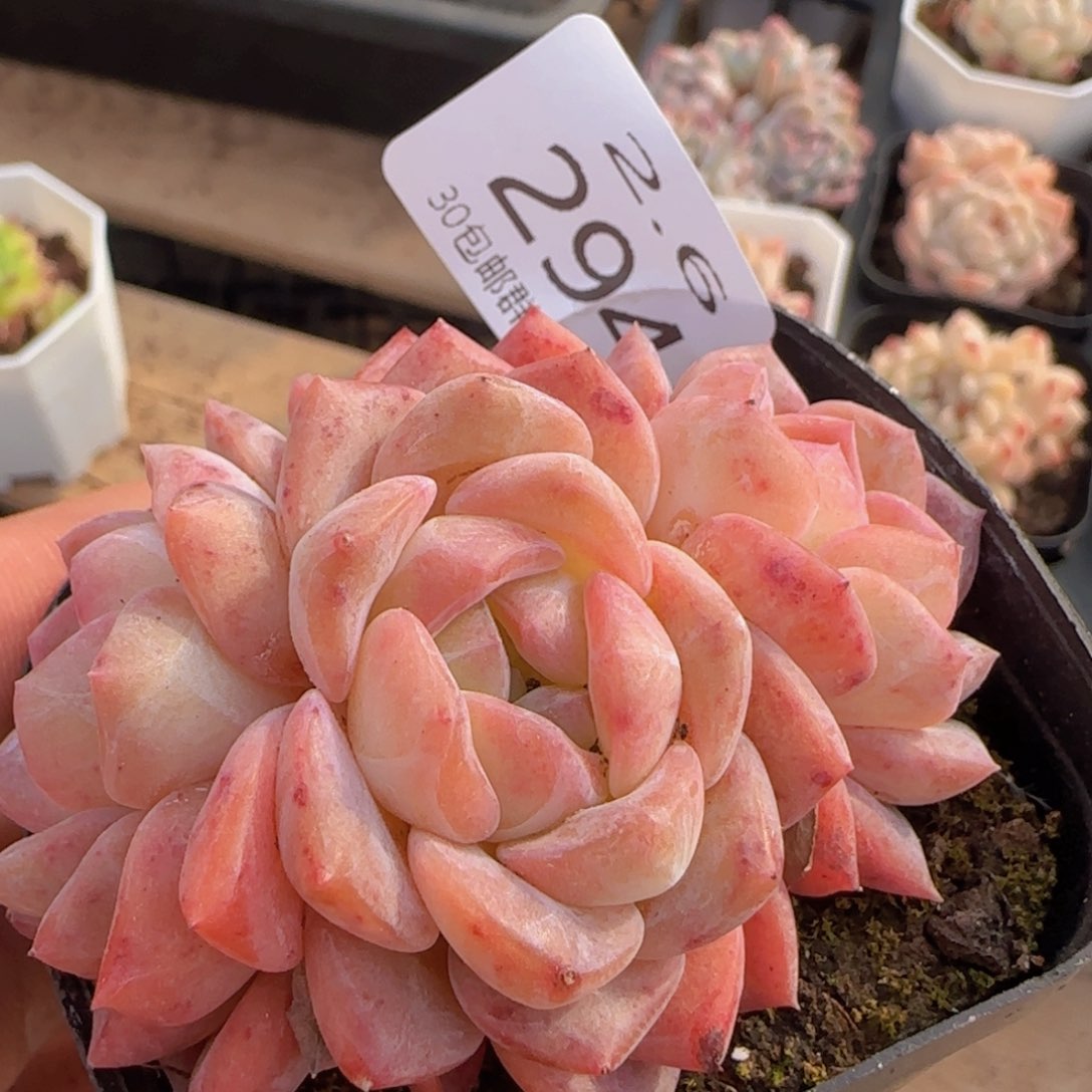 草莓冰魄三头一颗脱土发货