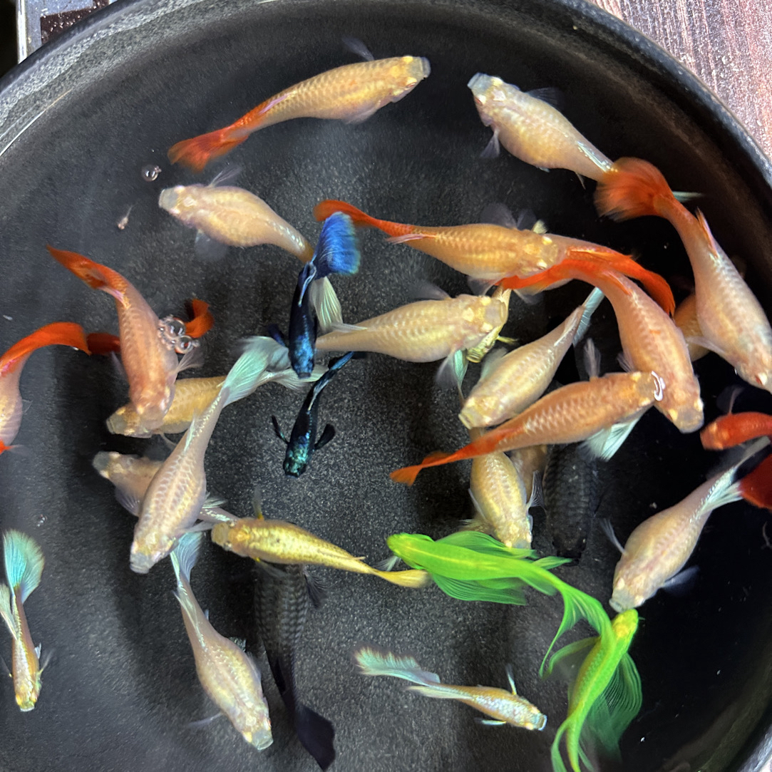 直播间精品福利孔雀鱼混搭临产孕母套餐（入缸后不包损）