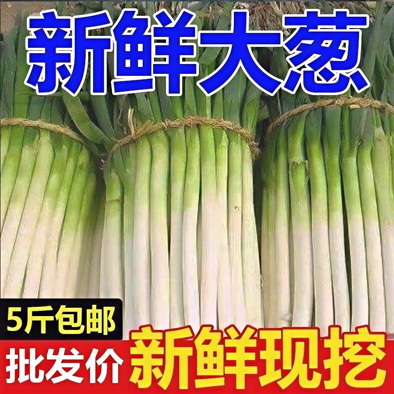 【带皮带半叶】正宗大葱全白新鲜清仓便宜铁杆大葱蘸酱蔬菜知州