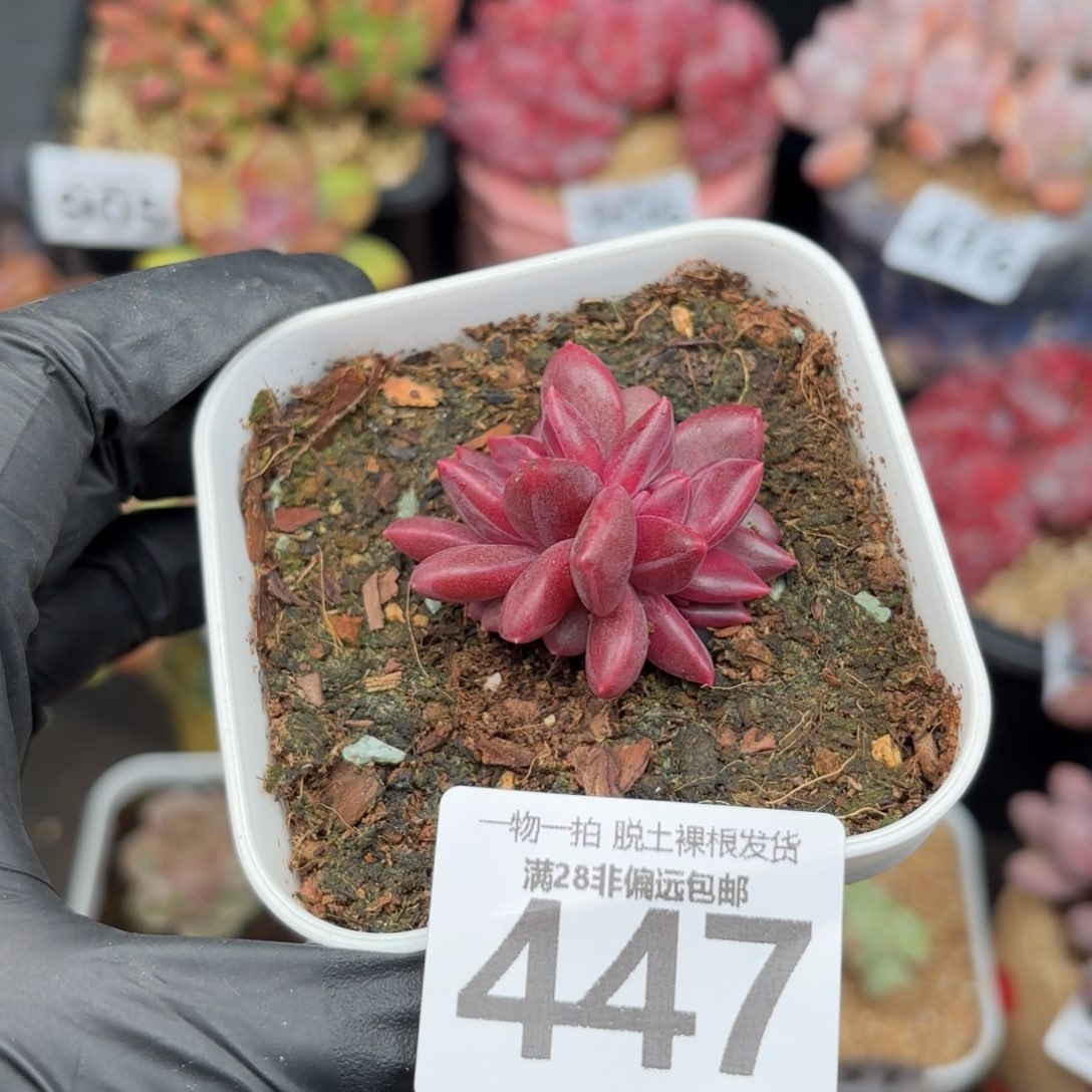 小迷雾泡泡无盆土发货