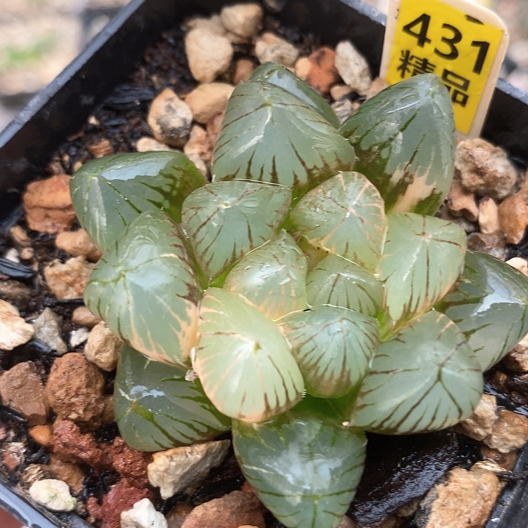 431号om玉露锦一物一