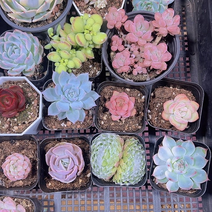 小**泽精品多肉植物大战僵尸先生