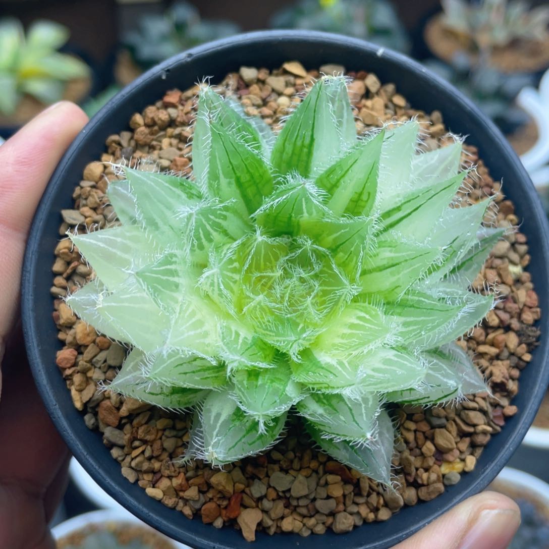 实生原始种玉露锦