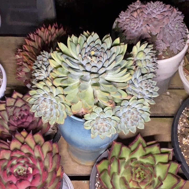 多肉植物美人福利