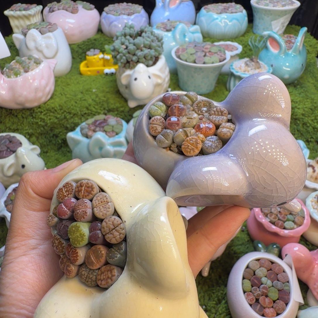 肆***风多肉植物开播福利18