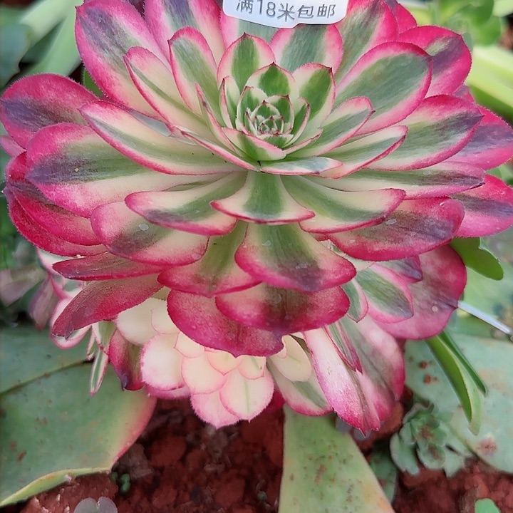 多肉法师淘宝福利