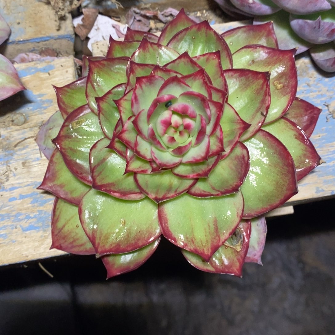 胡***妹       204。       