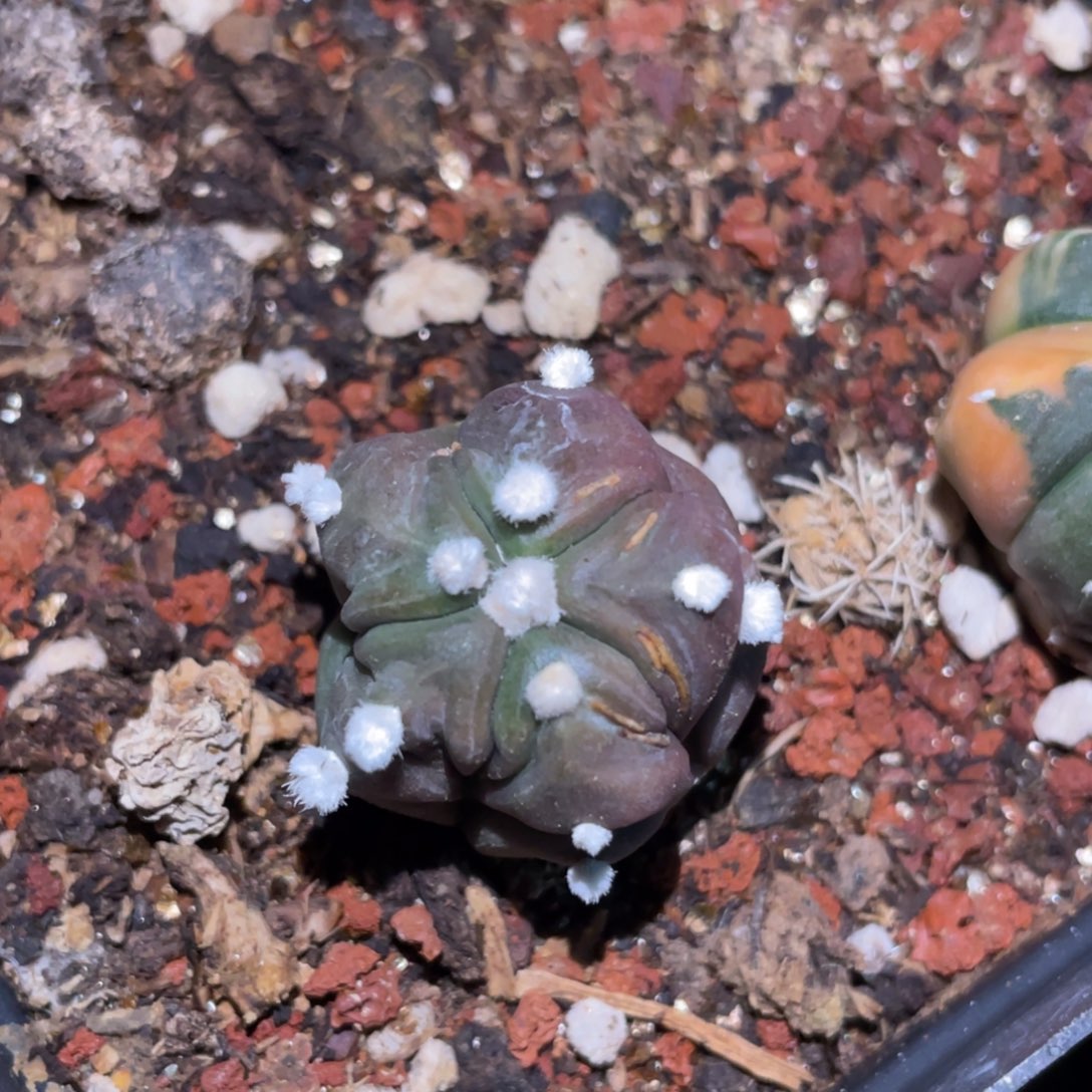 无花朵实生龟甲副棱兜