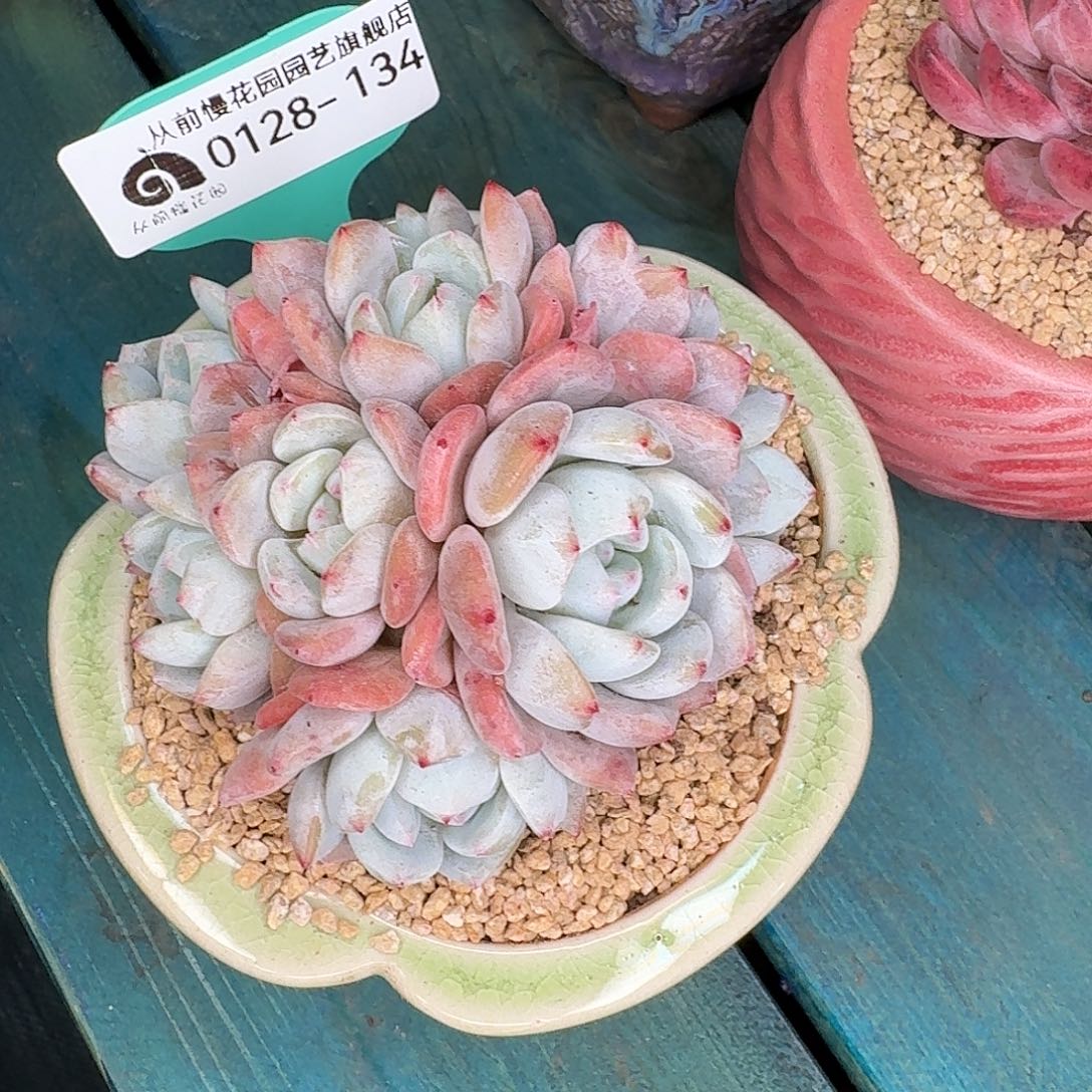 从前慢花园多肉植物0128-134