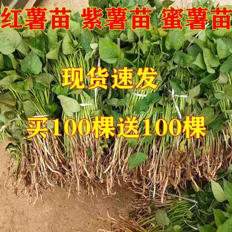 红薯秧苗正宗蜜薯25号地瓜苗蜜薯苗红心红薯苗脱毒地瓜秧苗