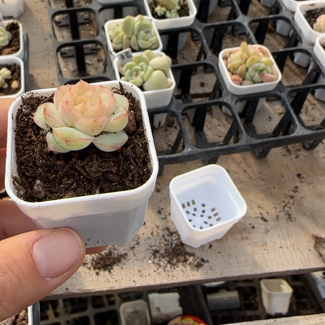 十***。T y －3盆一个满25包邮