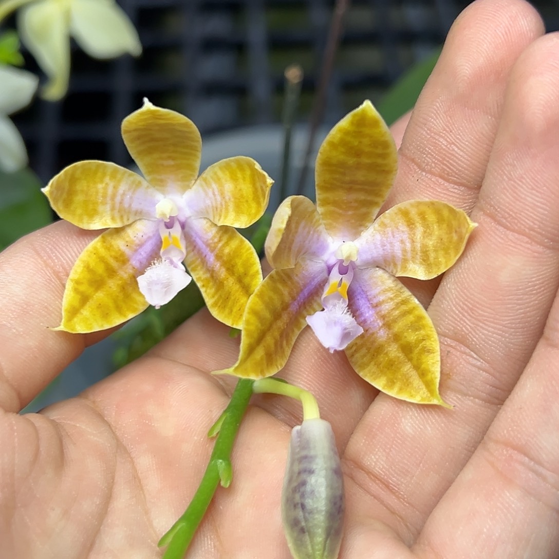 完全开放l688八寸ys1162