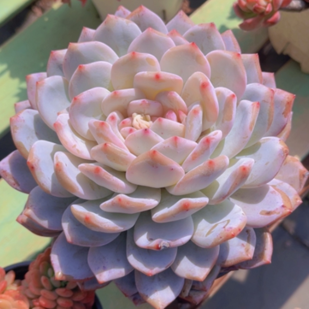 【闪购商品】橙梦露0380