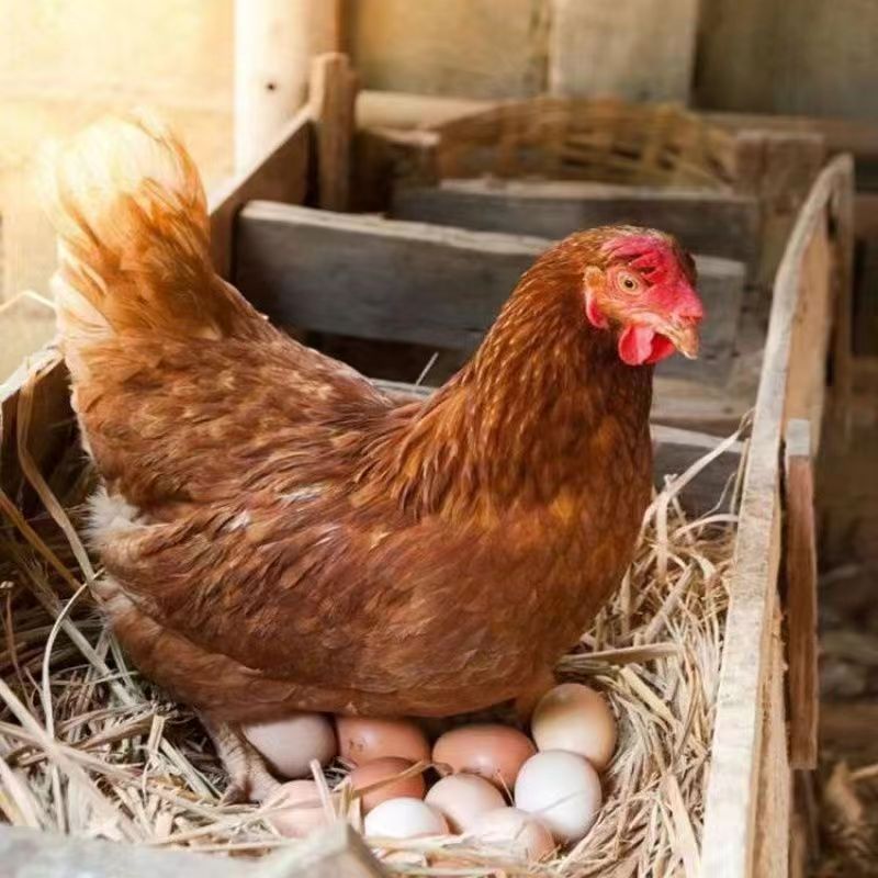 海兰褐产蛋王下蛋王顺丰包邮