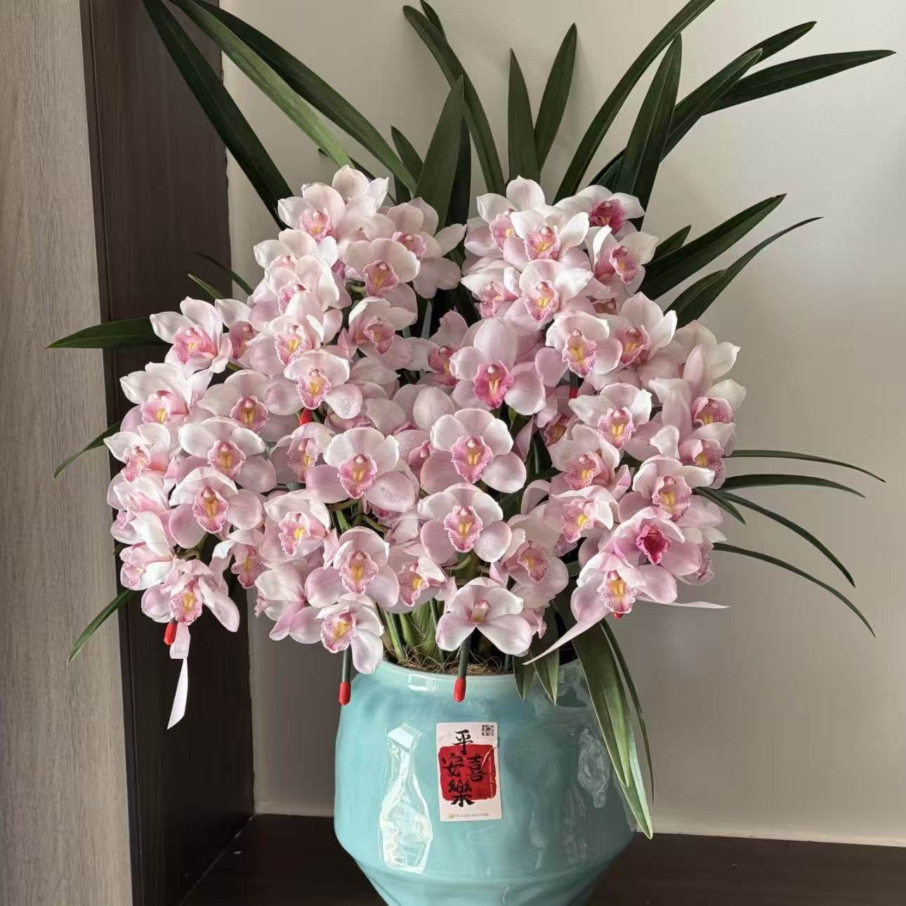 爱恋粉色大花蕙兰拱兰盆栽带花办公室客厅摆件室内惠兰年宵花送礼