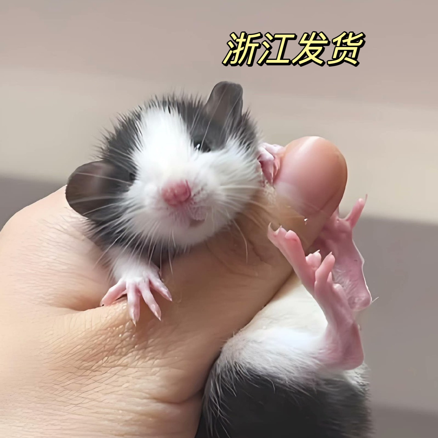 【直播间挑选浙江发出】花枝鼠活体小宠物亲人好养可爱小鼠萌宠