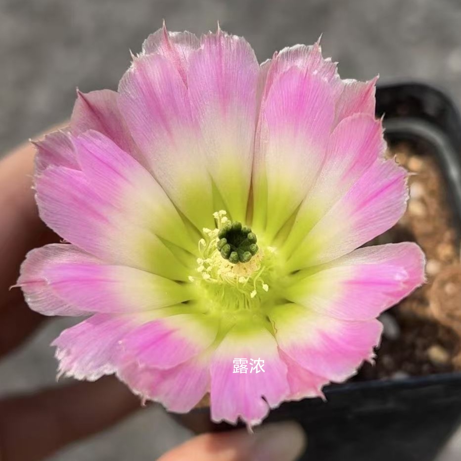 仙人球彩虹虾 侧芽 两单包邮
