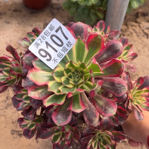 冰淇淋锦多肉植物法师9107