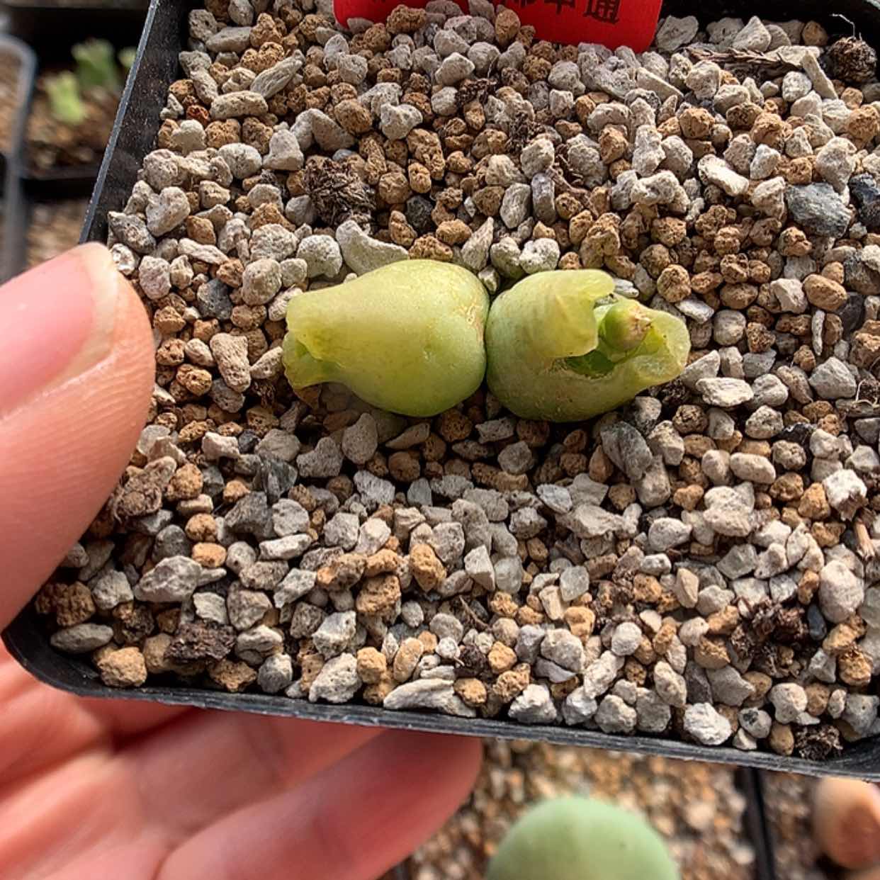 【闪购商品】2-12-9 瑕疵奶瓶一颗60贤儿