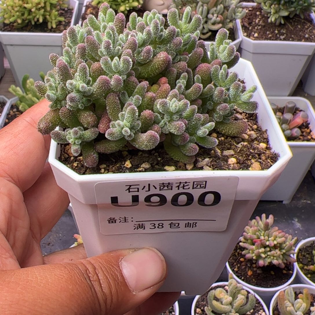 乐**.多肉植物枝干紫冰晶