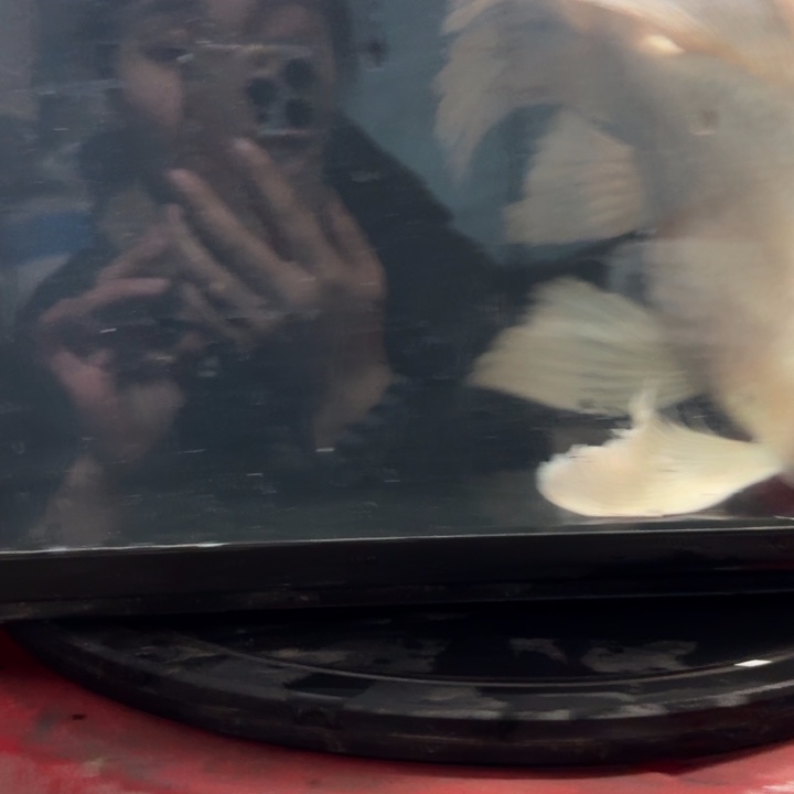 蝴蝶鲤鱼蝴蝶鲤包邮120