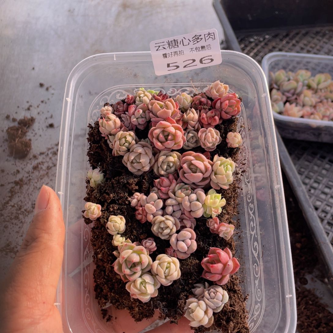 云糖心多肉植物526