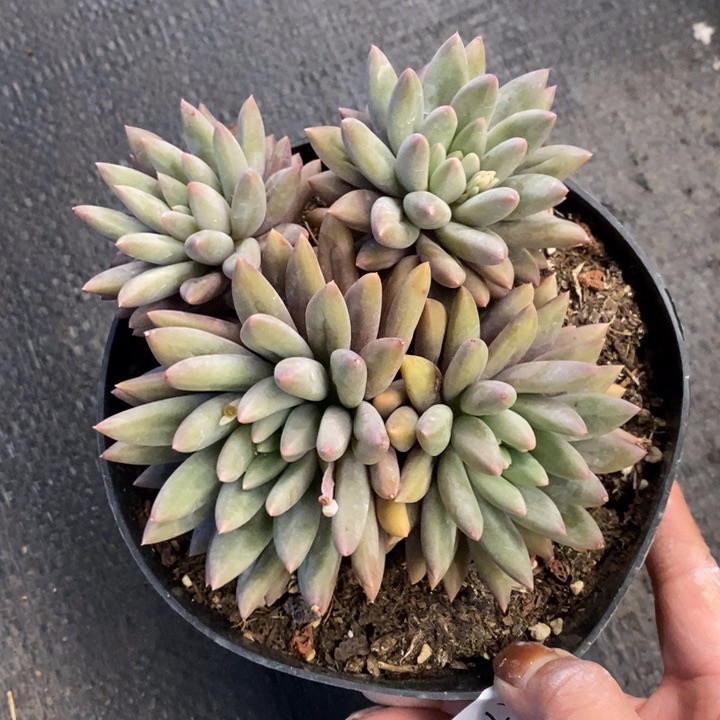 夏悦多肉0117-149红蜻蜓