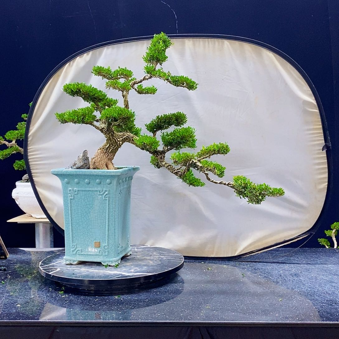 无花朵黄杨盆景造型