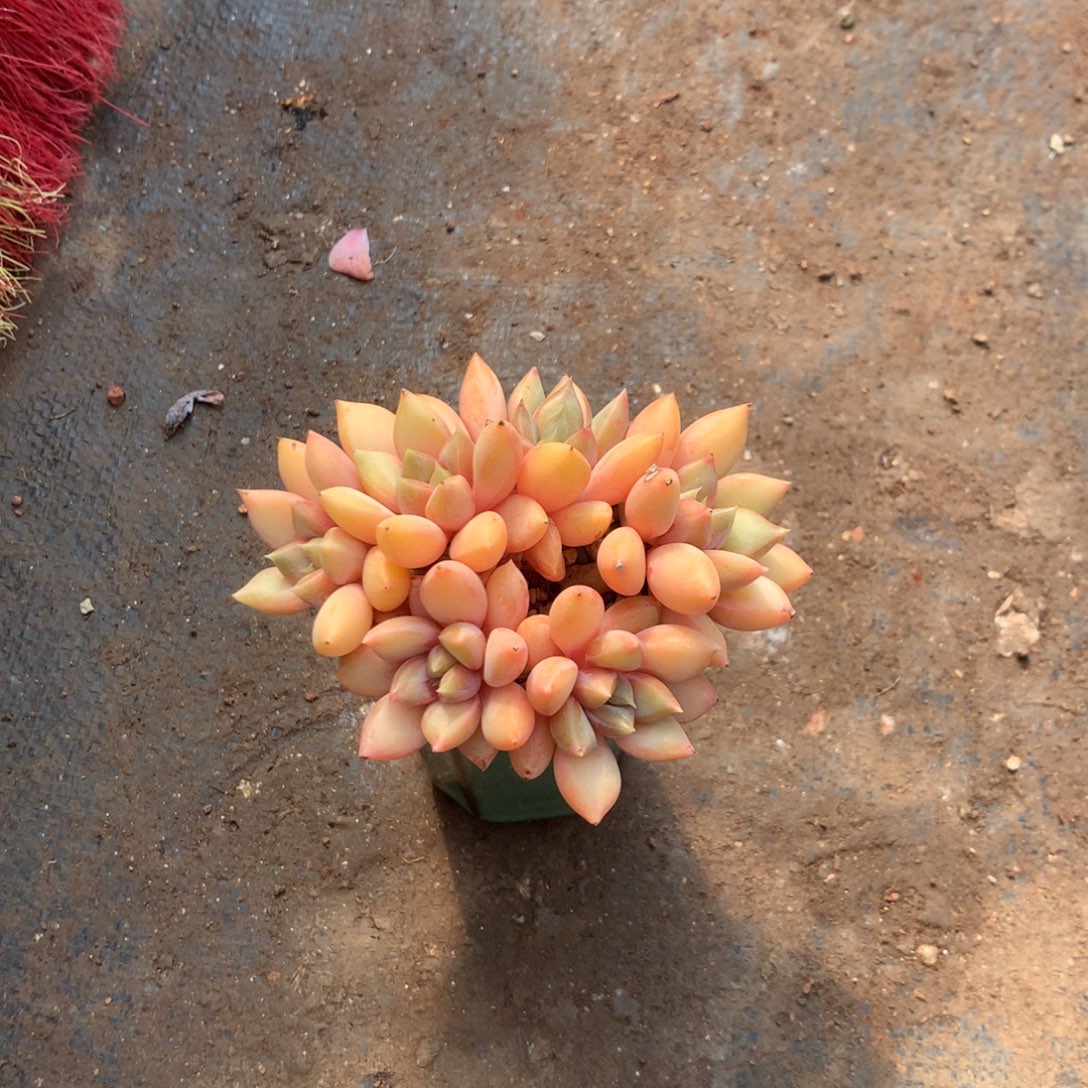 z***z那时候是个啥日子我看都