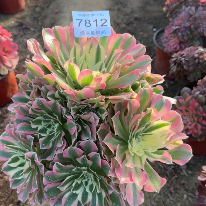 7812白凤的多肉植物